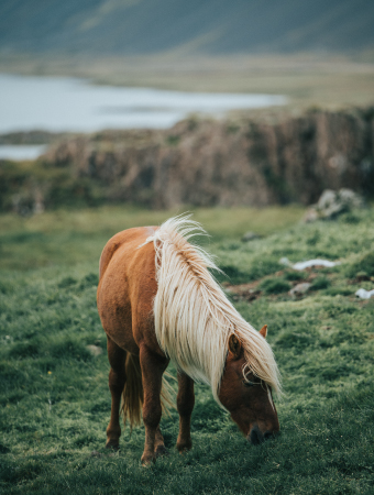 Fascinating Creatures